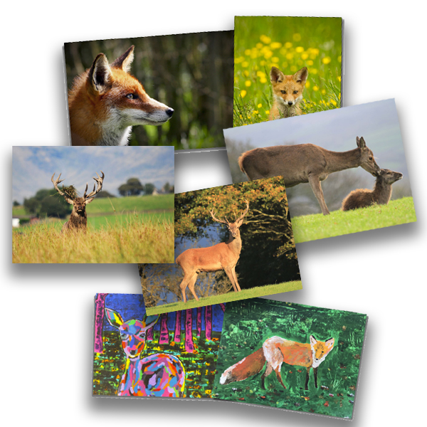 Greetings cards - Packs of 10