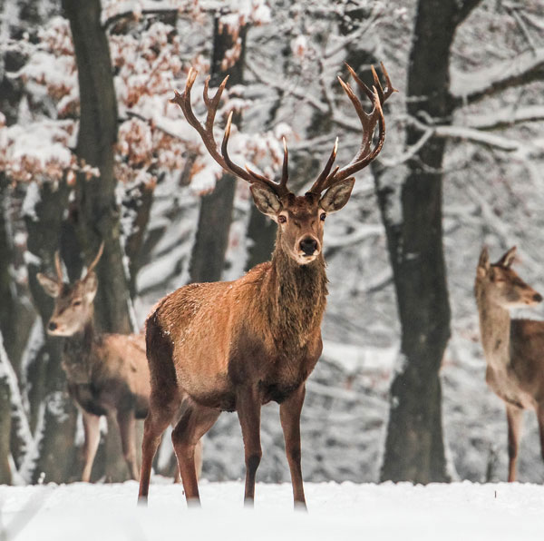 Majestic Stag