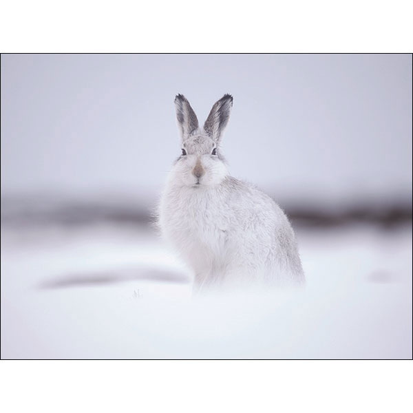 Mountain Hare in Snow