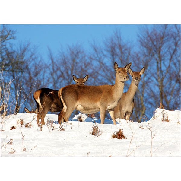 Hinds and Calf at Baronsdown Wildlife Reserve