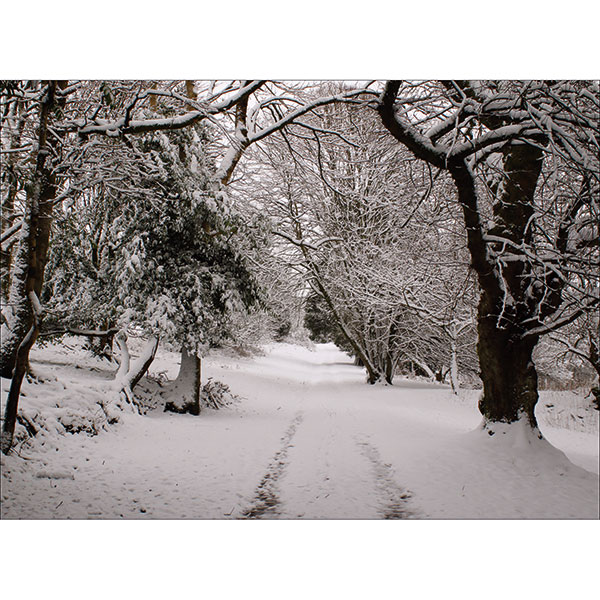 Reserve in the Snow