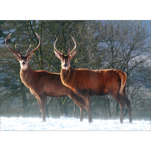 Stag Pair