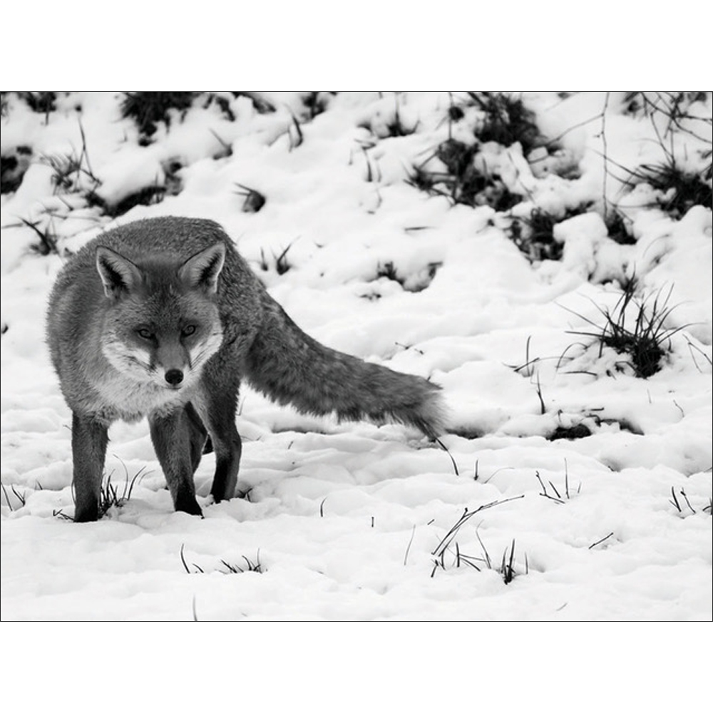 Fox in Monochrome