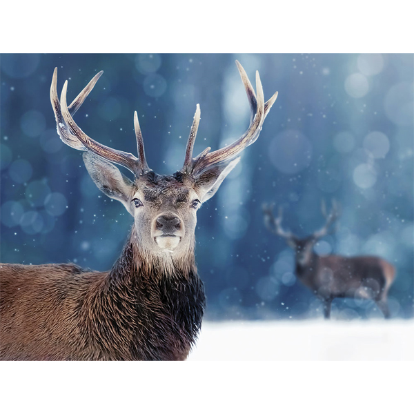 Winter Stag