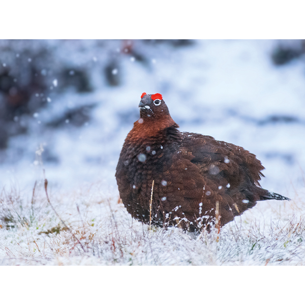 Red Grouse in Snow