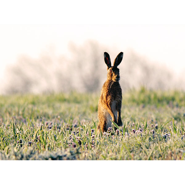 Wildlife Reserves Gift Card: Hare