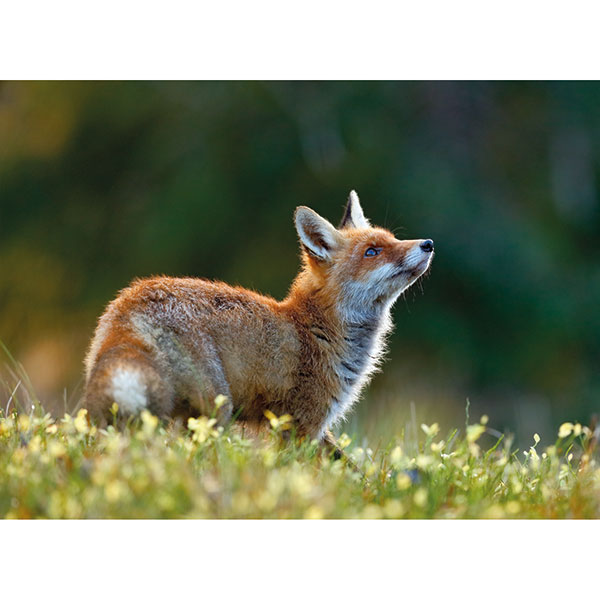 Wildlife Reserves Gift Card: Fox