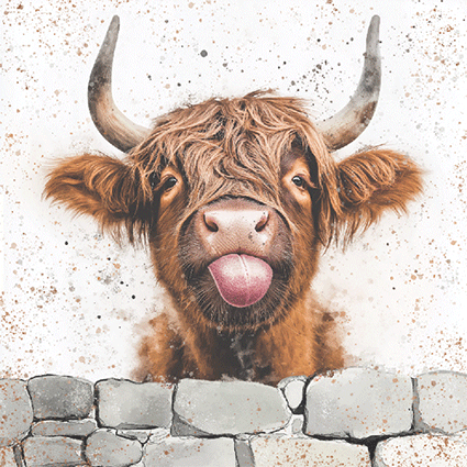 EDDe01 - Highland Coo
