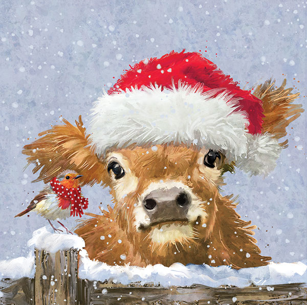 Highland Cow