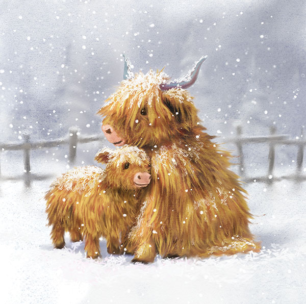 Highland Coo and Calf