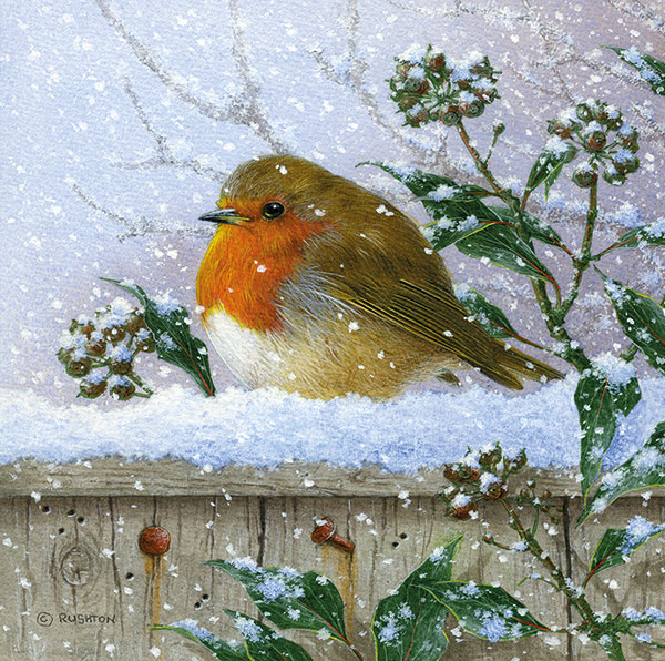 Snowy Robin