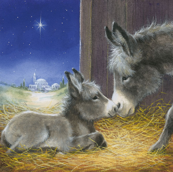 Little donkey