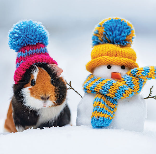 Guinea Pig and Snowman