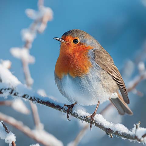 Robin On Branch